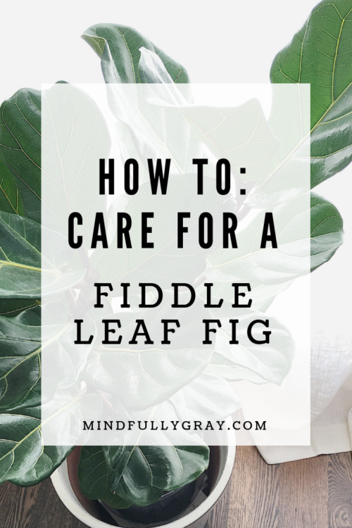 How to Care for a Fiddle Leaf Fig